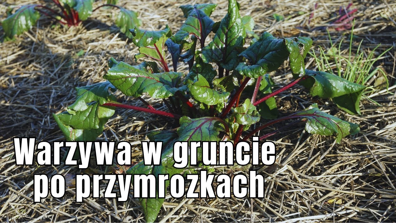 Por, buraki, kapusty, marchew, sałaty... to warzywa, które mamy jeszcze w gruncie mimo przymrozków
