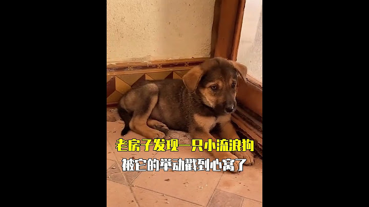 老房子发现一只小流浪狗，带来狗条投喂时，被它的举动戳到心窝了#狗狗 #流浪狗 #动物救助 #救助流浪狗 #萌宠