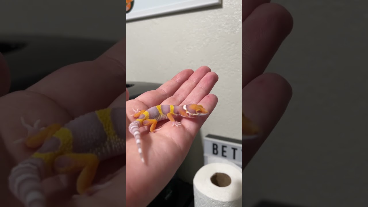 Tangerine Bell Albino Leopard Gecko Hatchling 