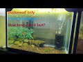 No water change aquarium with only duckweed possible? 1 Year experiment.