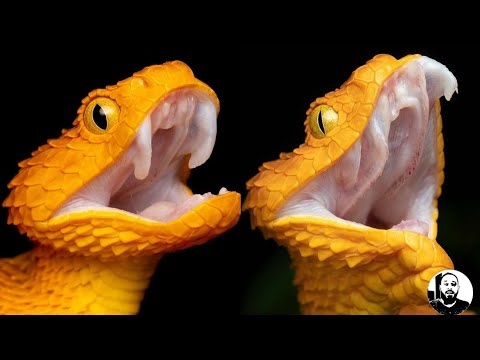 Vídeo: Como Determinar Se Uma Cobra é Venenosa Ou Não