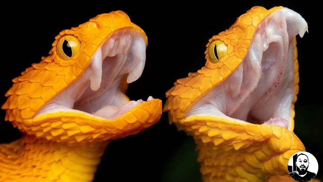 Como saber se a Serpente é Venenosa? Biólogo EXPLICA!