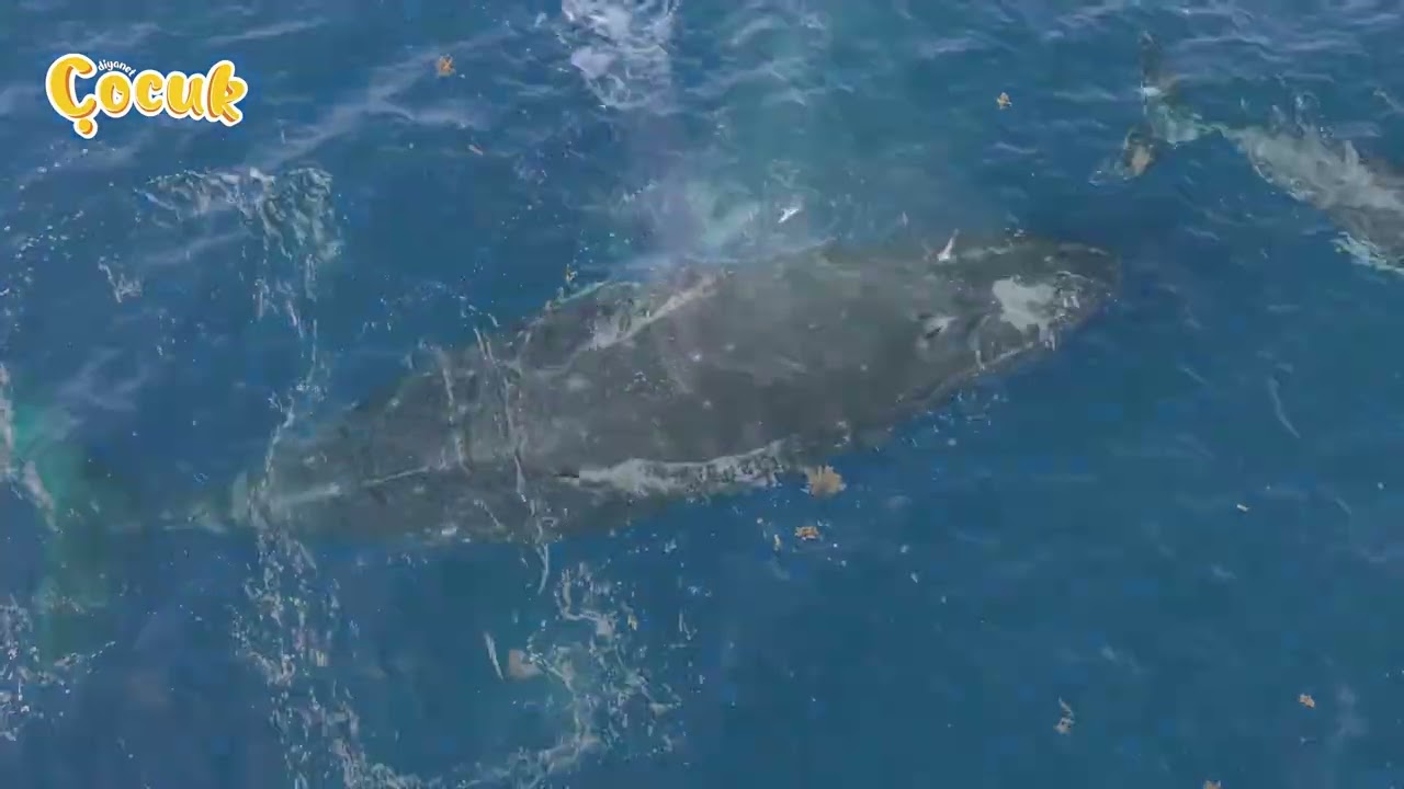 Hayvanlar Âlemi / Mavi Balina