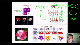 Advanced Classical Genetics (Part 1): Allelic Relationships