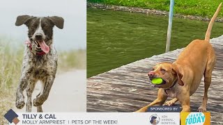 Tilly and Cal LOVE to be in the Boise foothills