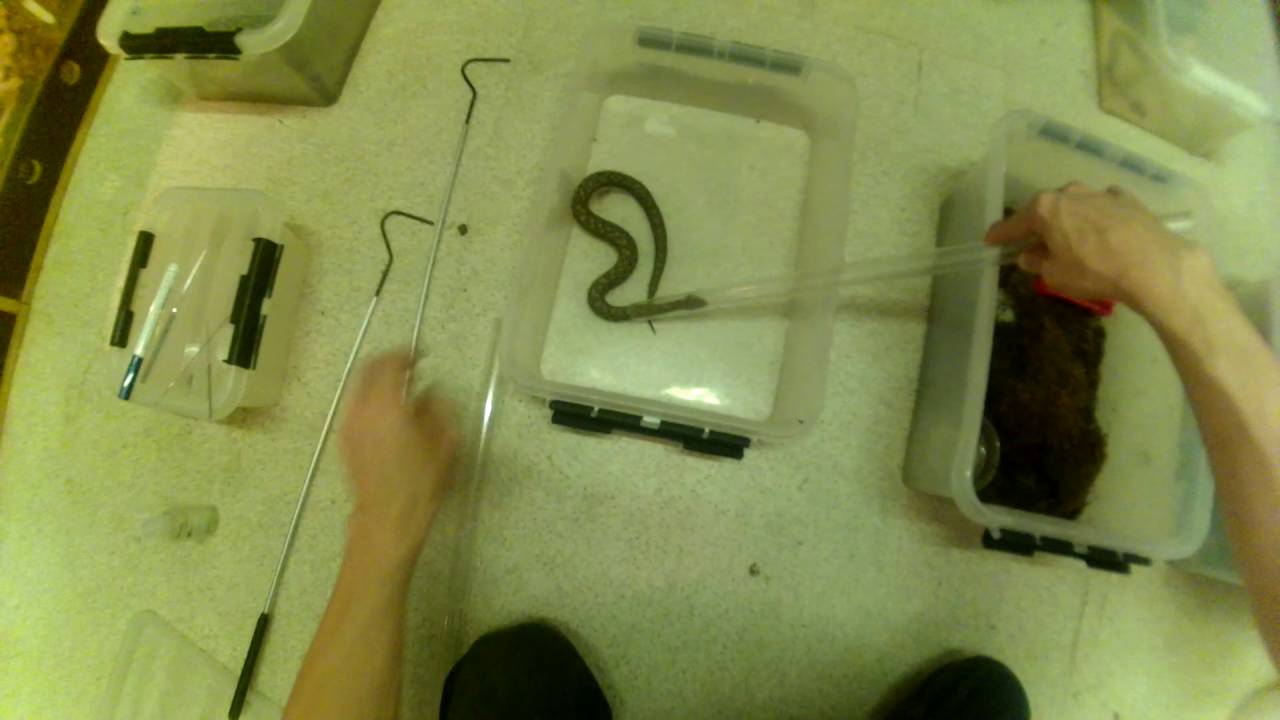 Probing Aspidelaps and Montivipera