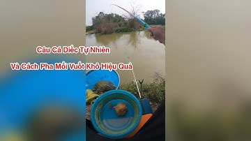 Câu Cá Diếc Sông Tự Nhiên Và Cách Pha Mồi Vuốt Hiệu Quả