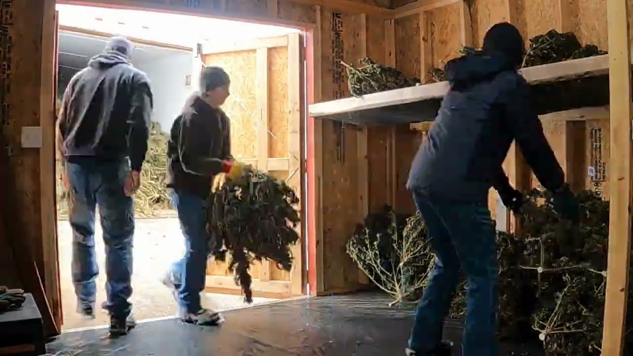 Getting started with our 2022 hemp bucking!