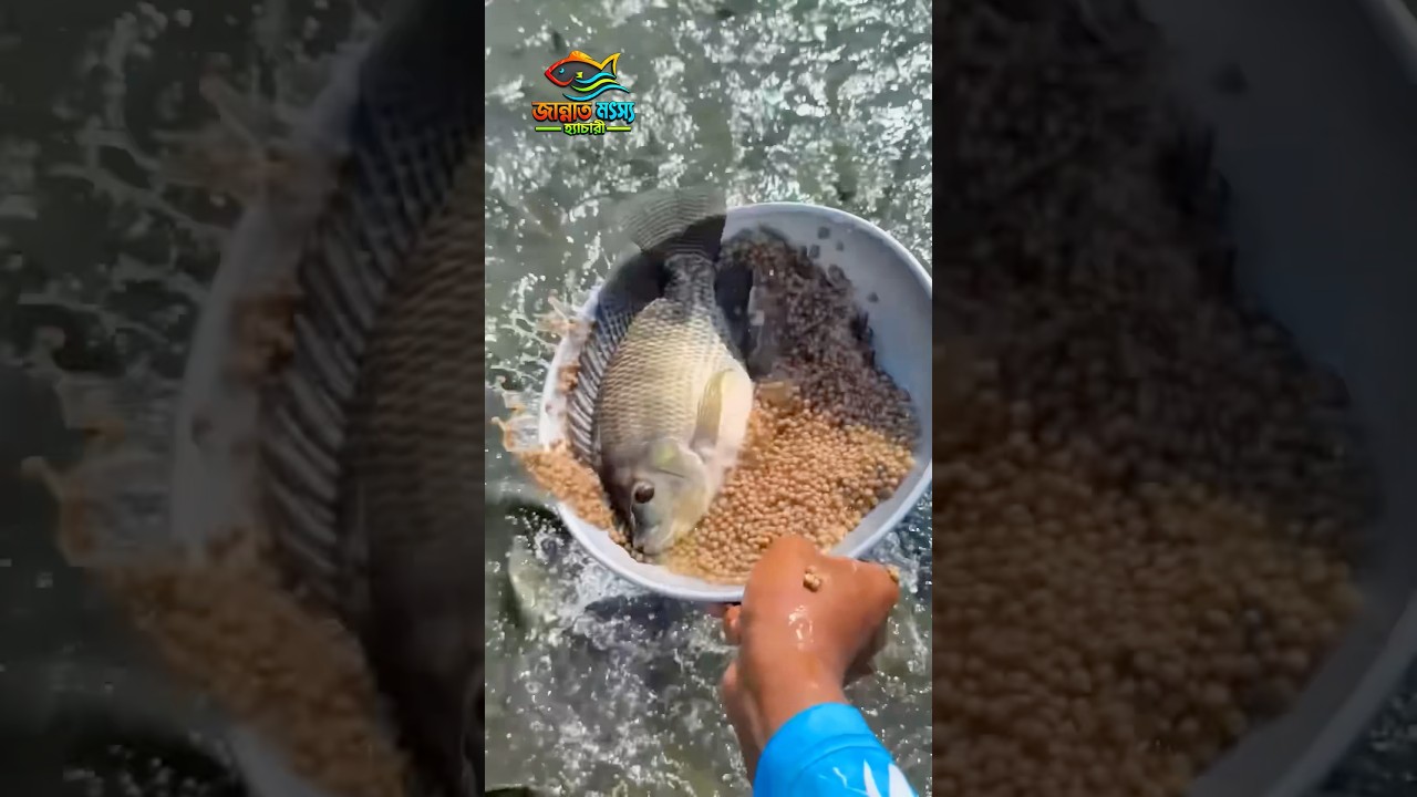 মাত্র ৪ মাসে ১ কেজি ওজন হবে | প্রিমিয়াম সুপার তেলাপিয়া মাছের পোনা #fishing #reelsfbシ #fishfarm