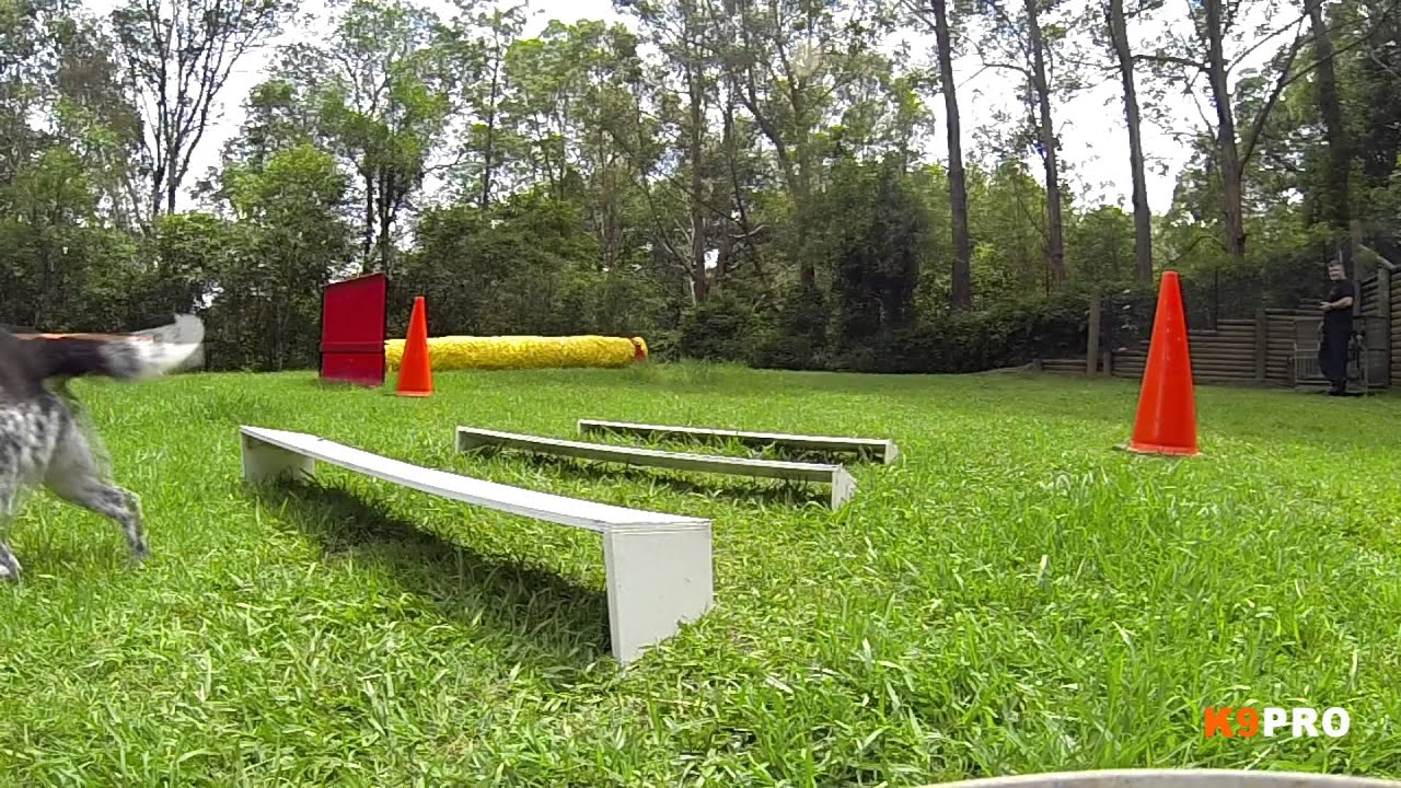 Teaching the ANKC Broad jump YouTube