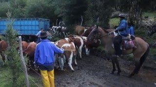 Corto Documental. Tesoros humanos Vivos, Arrieros de Paso el Leòn