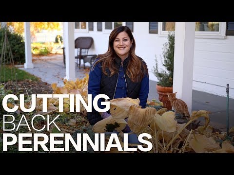 Video: How To Prepare A Perennial Delphinium For Winter