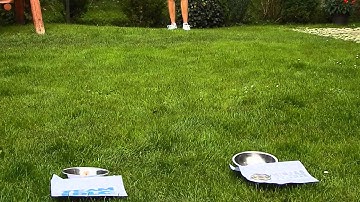 Dog predicts results in CS:GO, NiP-LDLC, 10-09-2014