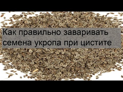 Как правильно заваривать семена укропа при цистите