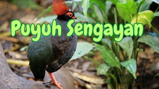 Simfoni Puyuh Sengayan: Suara Luar Biasa di Hutan #profesorkicau