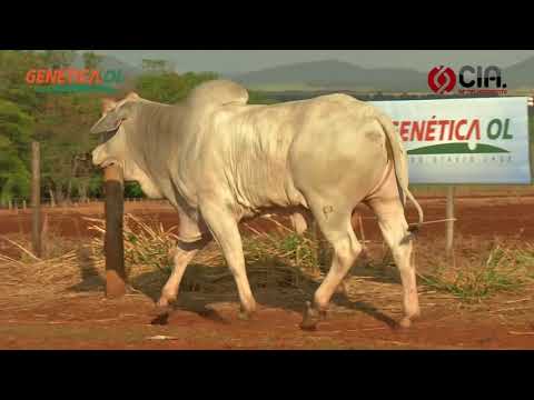 Lote 49 V9154815 - Bateria 10 - Leilão de Touros Genética OL - 2017