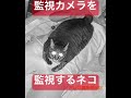 監視カメラを監視するネコ
