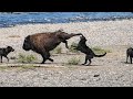 Momentos Increíbles de Animales Captados en Cámara - Ataques, Rescates y Situaciones Reales