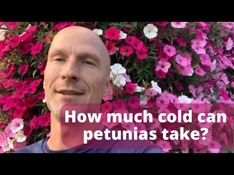 Video: Zijn petunia's koud winterhard - leer meer over de koude tolerantie van petunia's