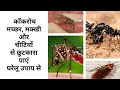 How To Get Rid Of Mosquitoes In The House