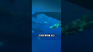 혹등고래가 대규모로 모이는 이유