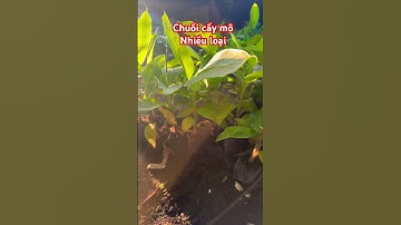 Cây Chuối cấy mô nhiều loại | 0386569374 - Ngọc Ngân Bến Tre | Chuyên cây độc lạ