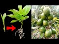 Heres how to easily grow avocados using stemslasmi daily garden