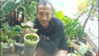 Batuan Kapur, lumut, air dan tanaman @Bang Gus