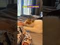 Bond Between Cats and Babies  😘 💕 #shorts #cute #shortsfeed #viral #foryou