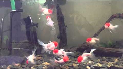 Hồ cá 17 hạc đỉnh hồng 1 mắt lồi bướm đen - Luna Koi Farm