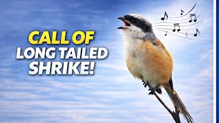 Download Lagu Suara Burung Cekakak Berekor Panjang MP3