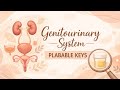 Genitourinary System | Plabable keys | 2026 | updated