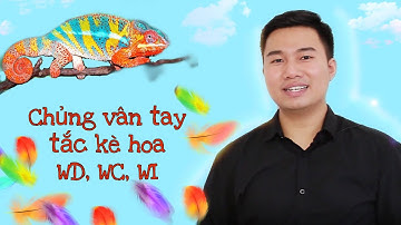 CHỦNG VÂN TAY TẮC KÈ WD, WC, WI | Dương Thành Đạt