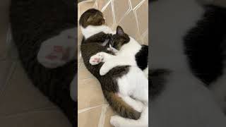 パパ猫より大きくなってもパパが大好きな息子猫 #shorts