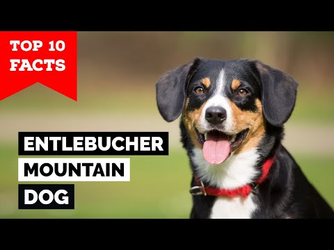 Video: Entlebucheri Mountain Dog