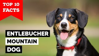 Entlebucher Mountain Dog  Top 10 Facts