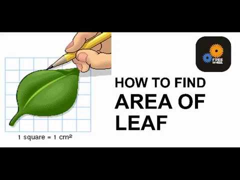 AREA OF LEAF - YouTube