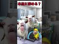 もうムリだ！っと会社で感じた瞬間【猫ミームver】#猫ミーム #猫ミーム日常 #退職代行 #仕事辞めたい #会社辞めたい