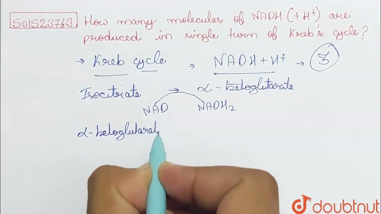 How many molecules of NADH (+H^(+)) are produced in single turn of