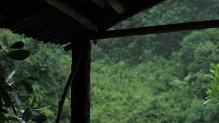 Tropical Rain on Tin Roof in the Jungle | Fall Asleep Fast to Relaxing Rain Sounds: Nature Sleep Aid