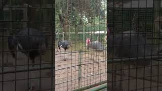 Unggas Pelari yg Tangguh dan Cepat! "Burung Unta" | Ragunan Zoo #Shorts