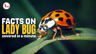 Introducing Nature's Colorful Guardians!  | LadyBug in 1 Minute | AnimalSnapz by Animal Snapz 43 views 6 months ago 1 minute, 32 seconds