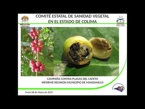 Vídeo: O que é Drosophila alada manchada - Prevenindo Drosophila alada manchada em jardins