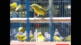 Bahan burung pleci dakun pacitan masih banyak stanby di pasar burung pramuka Jakarta Timur
