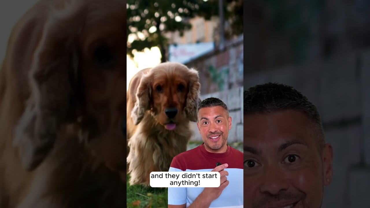 “It’s OK, my dog’s friendly.” But that’s not a legal defence.