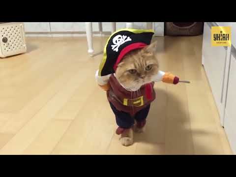 Самые забавные костюмы кошек и собак на Хэллоуин