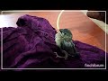 How to start hand feeding your finches    java finch baby growth stages    how to tame finches