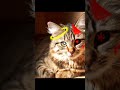 frre pictures