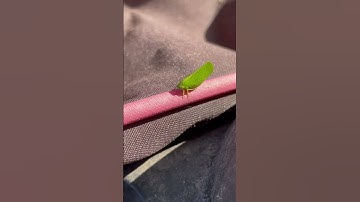 North American Planthopper 🤩 #beautiful #bug #sighting #nature #insects #wildlife #outdoors leafbug