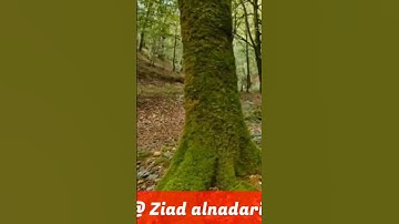 سورة الأعلى #زيادالنظاري. #الأزهر #السعودية #القرآن_الكريم #المغرب #تلاوات_قرانيه.